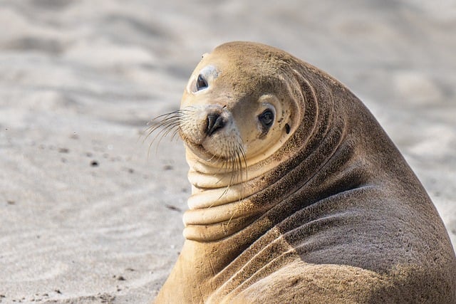 10 Façons d'aider les animaux en voie de disparition