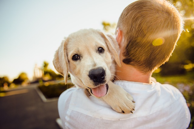 Les 10 meilleures races de chiens pour la famille