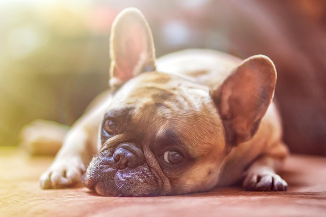 Comprendre le langage corporel des chiens et des chats
