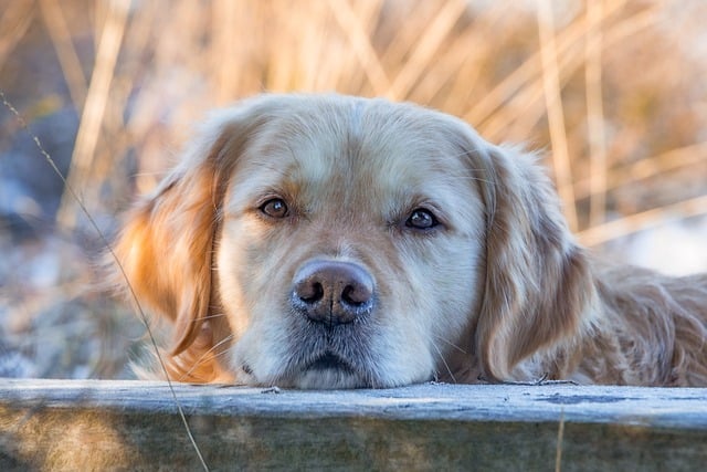 Comment choisir le bon animal de compagnie pour votre style de vie