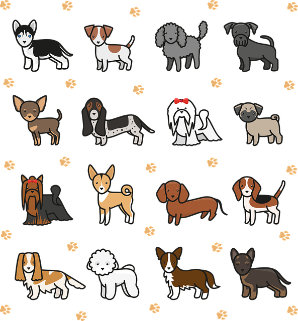 Les 10 races de chiens les plus intelligentes et leurs caractéristiques